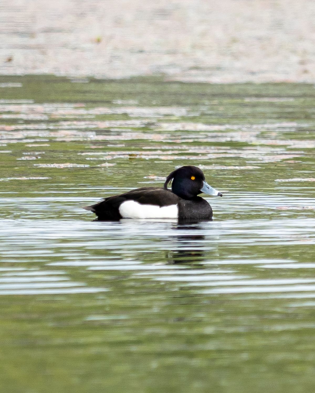 tufted duck on a pond