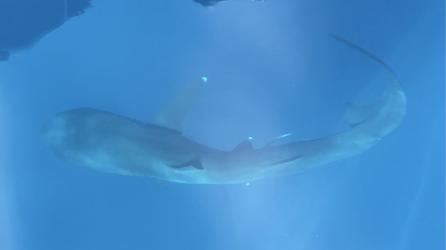 2 मेगामाउथ शार्क पहली बार वीडियो में पकड़ी गईं