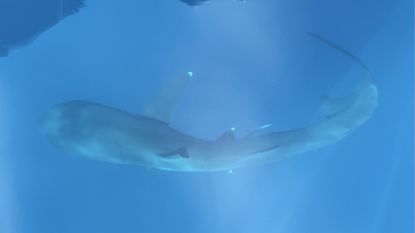 megamouth sharks