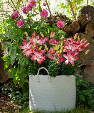 dahlias and lilies in basket