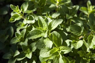 Oregano (Origanum vulgare) in a pot