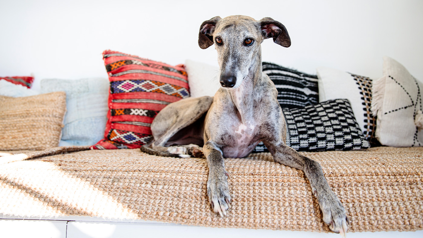 Greyhound on couch