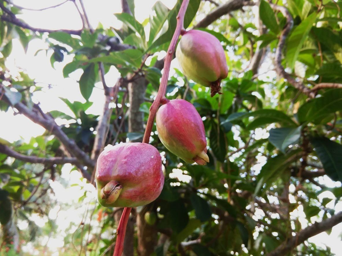 malay apple