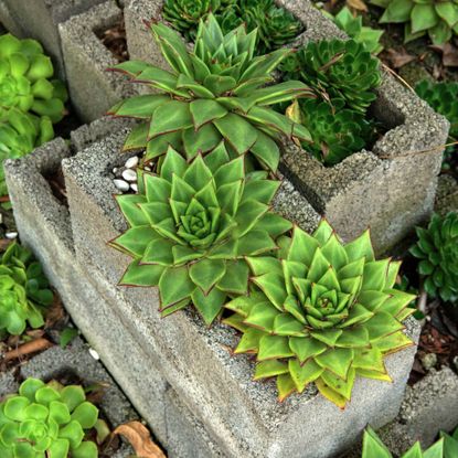 Many Echeveria plants growing in an array of cinder blocks
