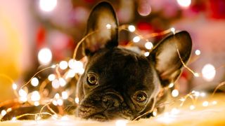 A french bulldog puppy lying in some Christmas lights