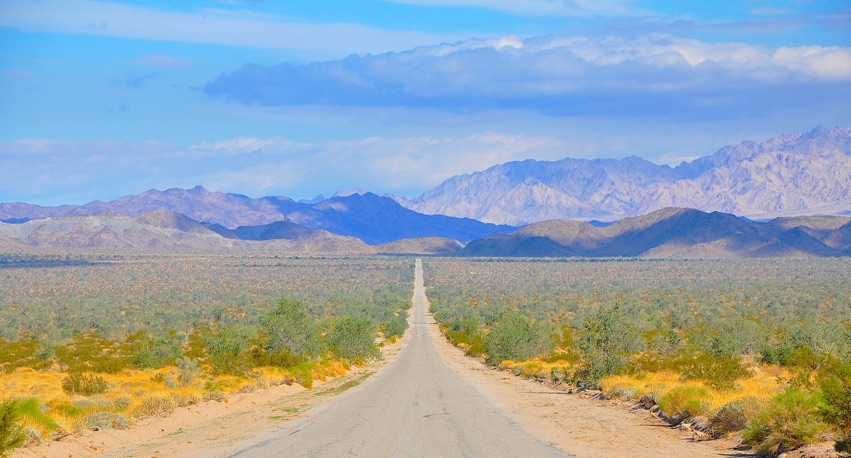 Insects of the North American Deserts