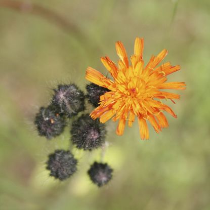 Pilosella Fox And Cubs Wildflowers