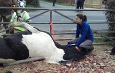 horse stuck in gate