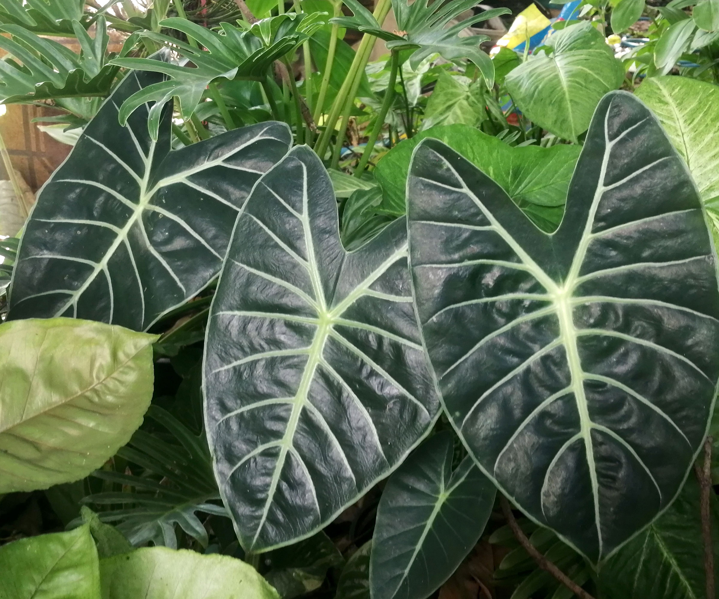 alocasia elephant ear plants in indoor container display