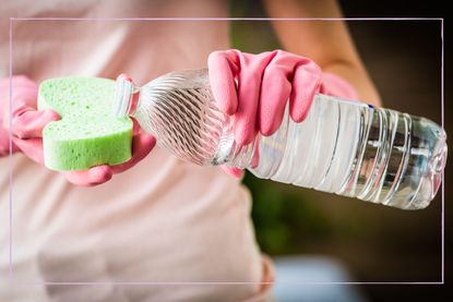 A close up of a woman pouring white vinegar onto a sponge