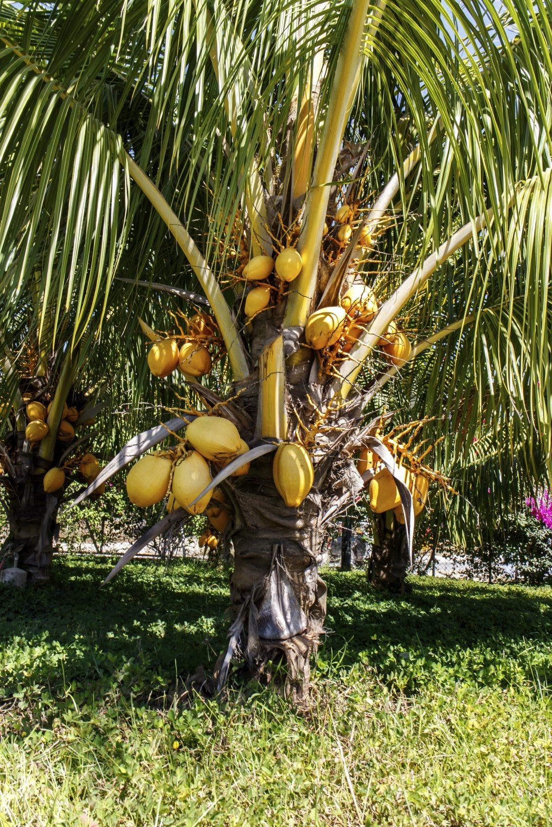 Large Coconut Palm Trees