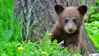 Cinnamon colored black bear cub at base of tree