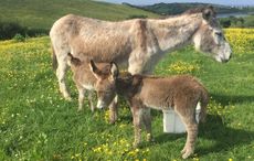 DonkeyFoals.jpg