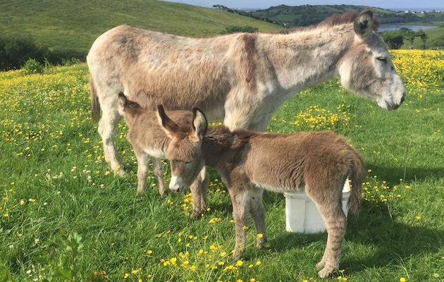 DonkeyFoals.jpg