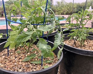 Tomatoes in large containers supported by cages