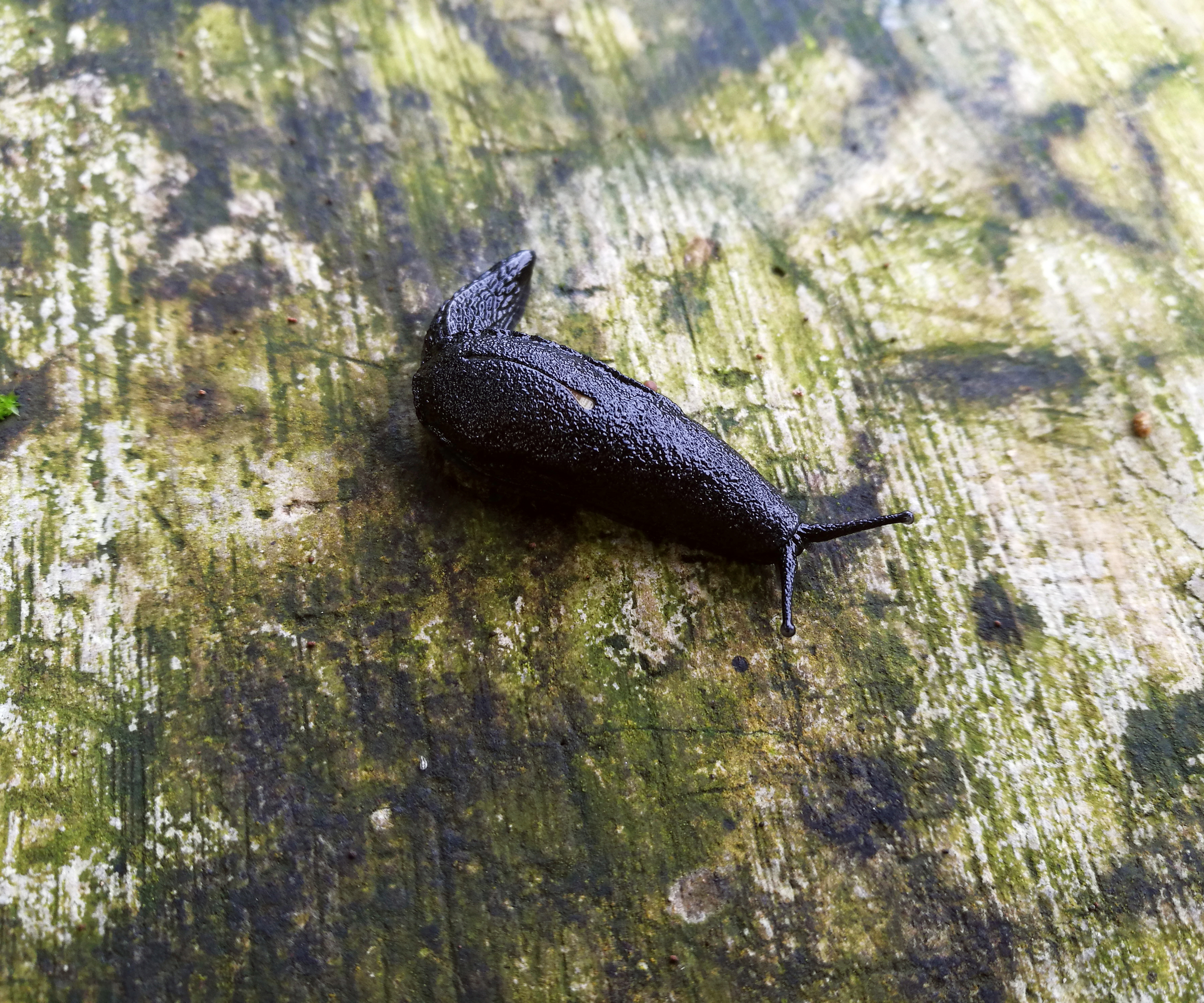 Slug on a damp-looking wooden floor