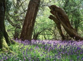 new_forest_national park