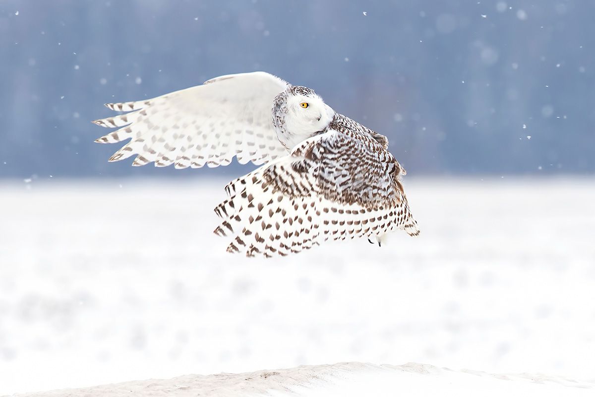 Whooo Knew 10 Superb Facts About Owls Live Science