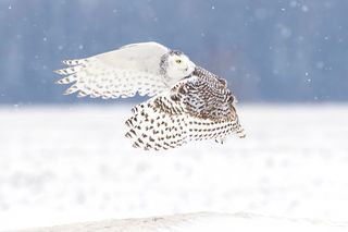 Here we see a snowy owl flying over a snowy landscape.