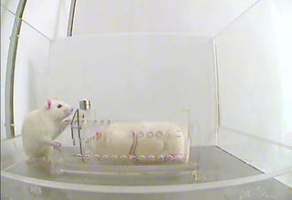 lab rats show empathy