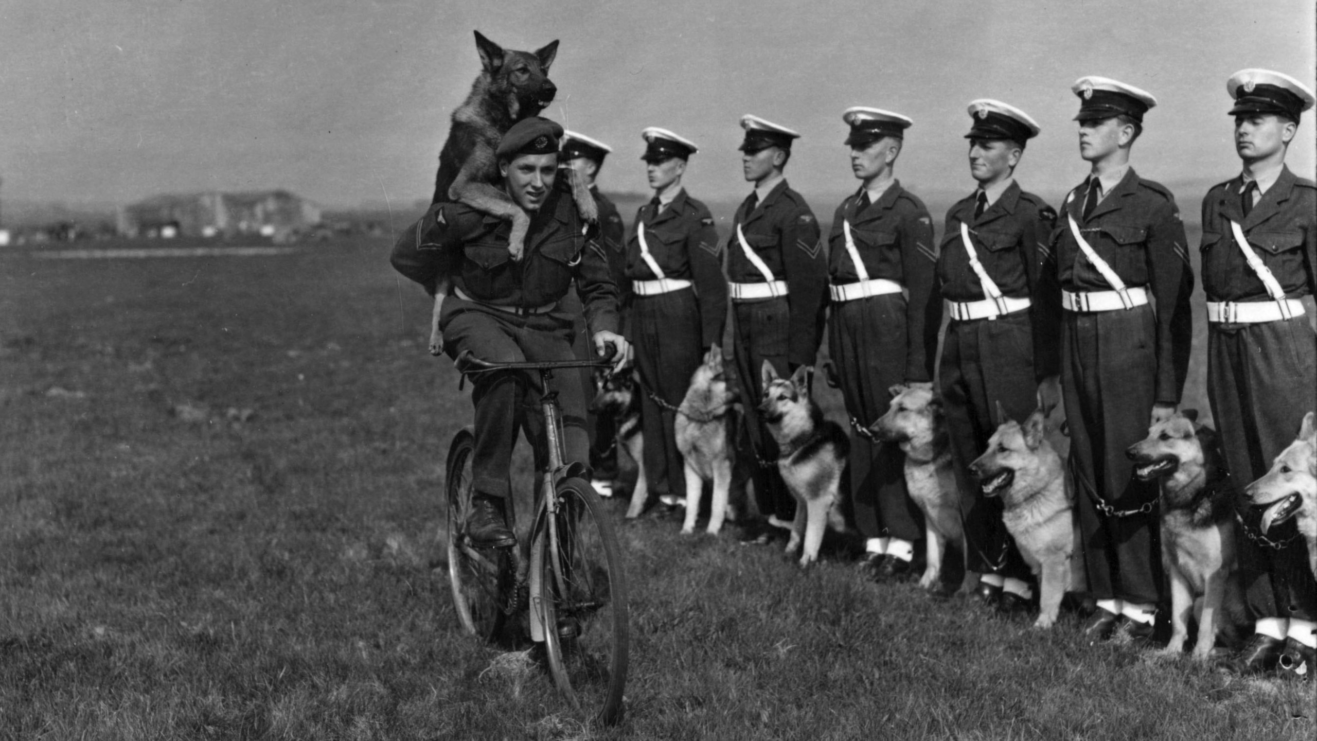 Military man riding a bicycle with a German shepherd on his back