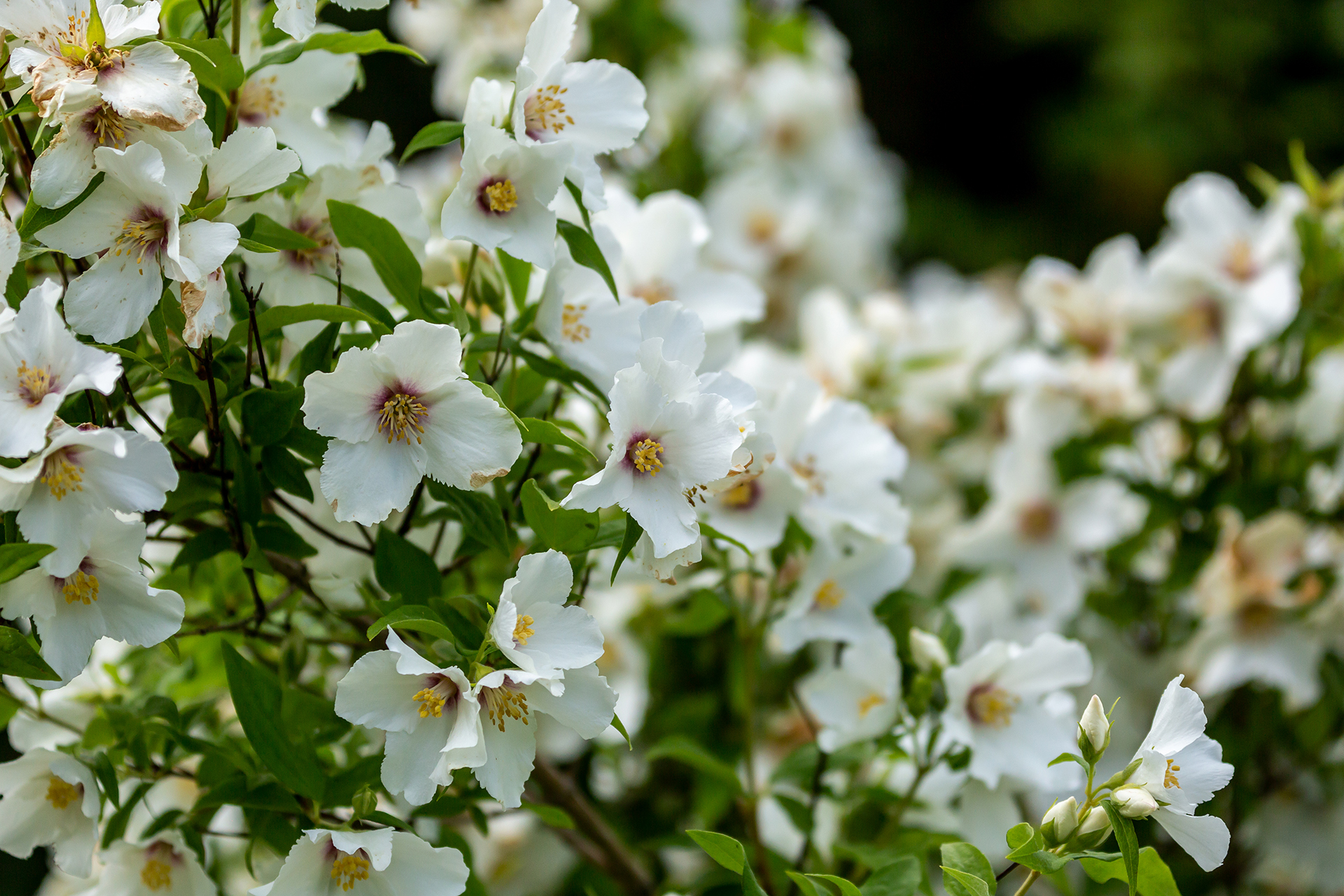 close up of mock orange shrub with flowers