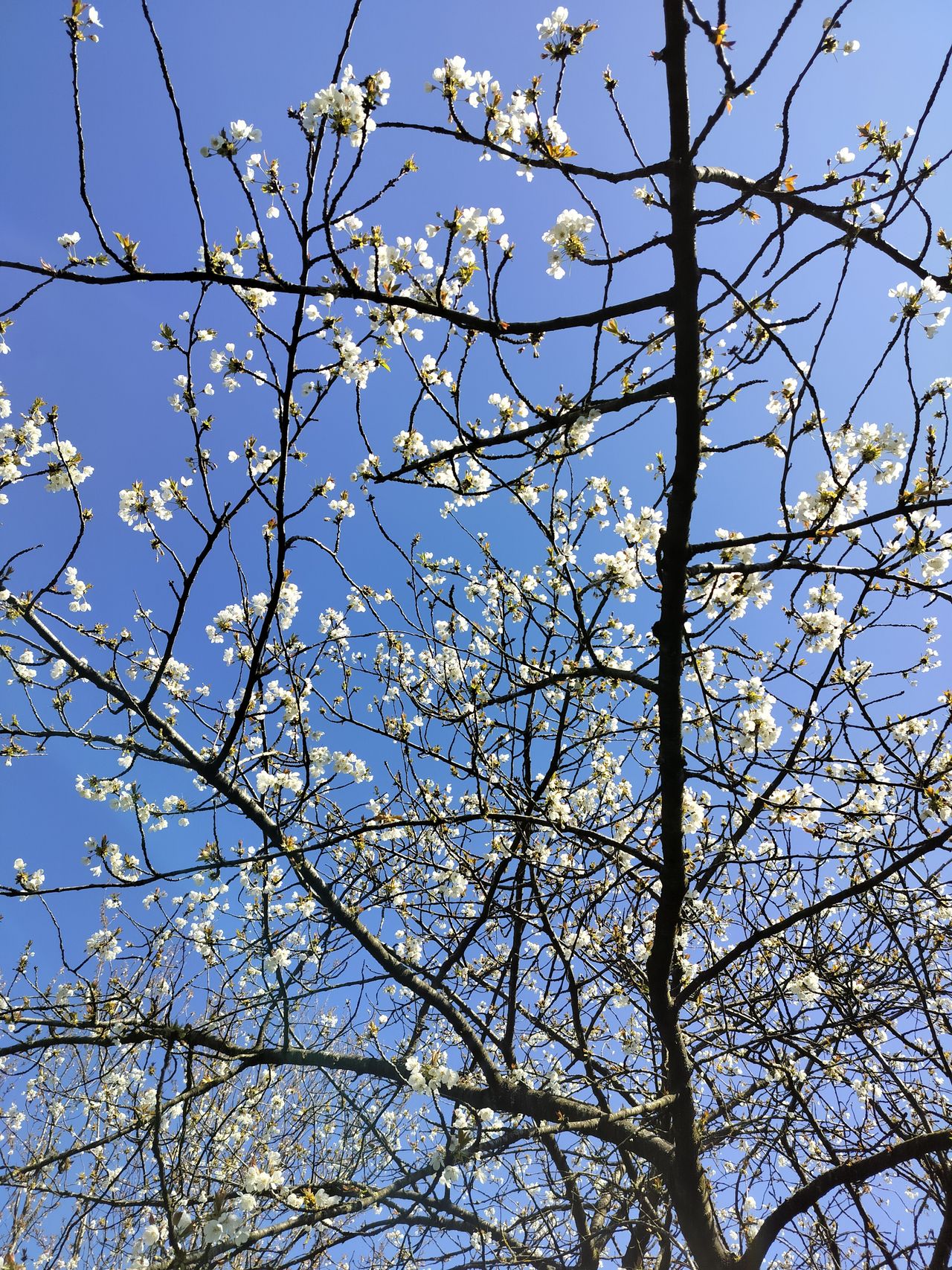 A photo captured on the OnePlus Nord CE 3 Lite 5G