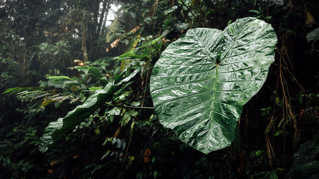 Mashpi Lodge, Ecuador