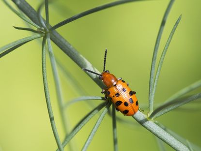 Spotted Asparagus Beetle Crawling on Plant
