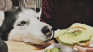 Can dogs eat avocado? Dog sniffing plate of avocado on toast