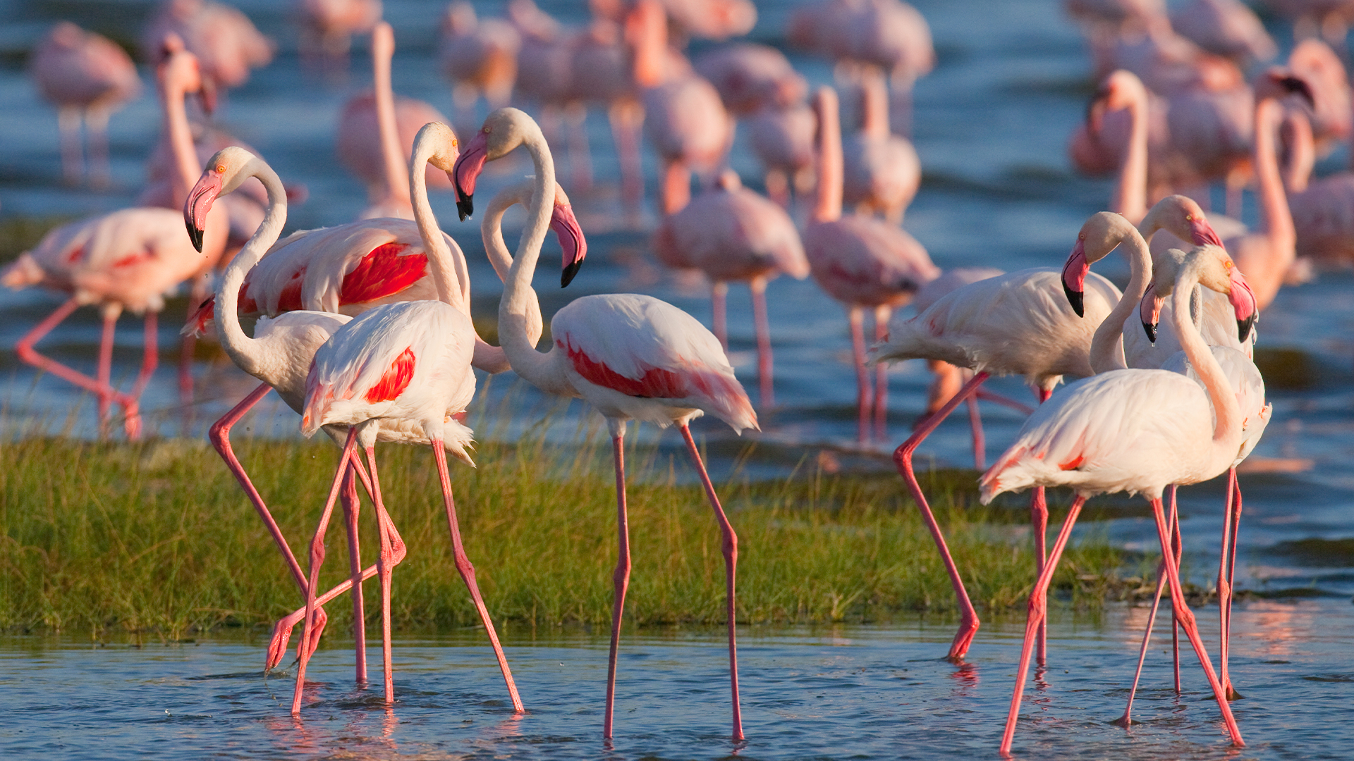 Flamingos on the lake. Kenya. Africa. Nakuru National Park.
