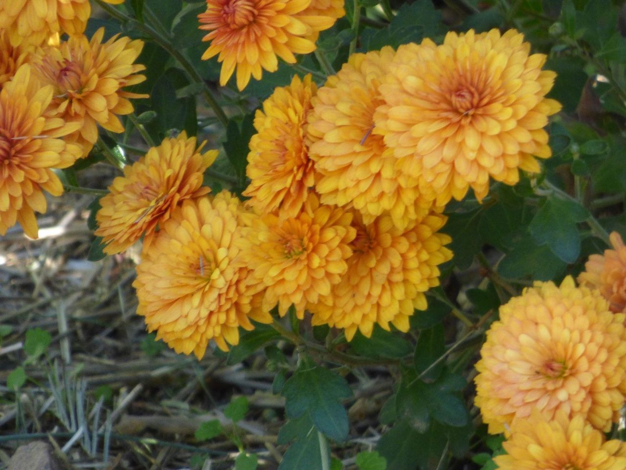 Yellow Chrysanthemums Flowers