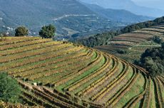 Ribolla vineyards - Venezia Giulia, Italy