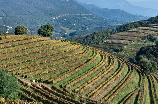 Ribolla vineyards - Venezia Giulia, Italy