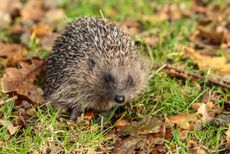 Hedgehog autumn