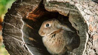 Brown rabbt in a tunnel