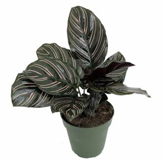 Pin Stripe Prayer Plant