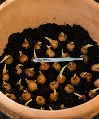 Dutch iris bulbs planted in a pot