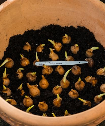 How deep to plant bulbs: know the correct depths | Homes & Gardens