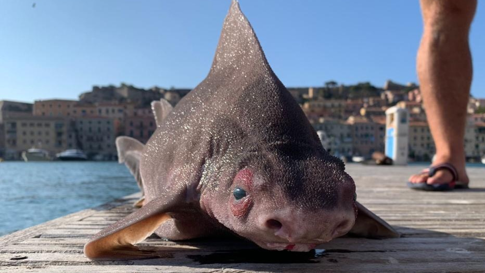 Angular roughshark: The pig-faced shark that grunts…