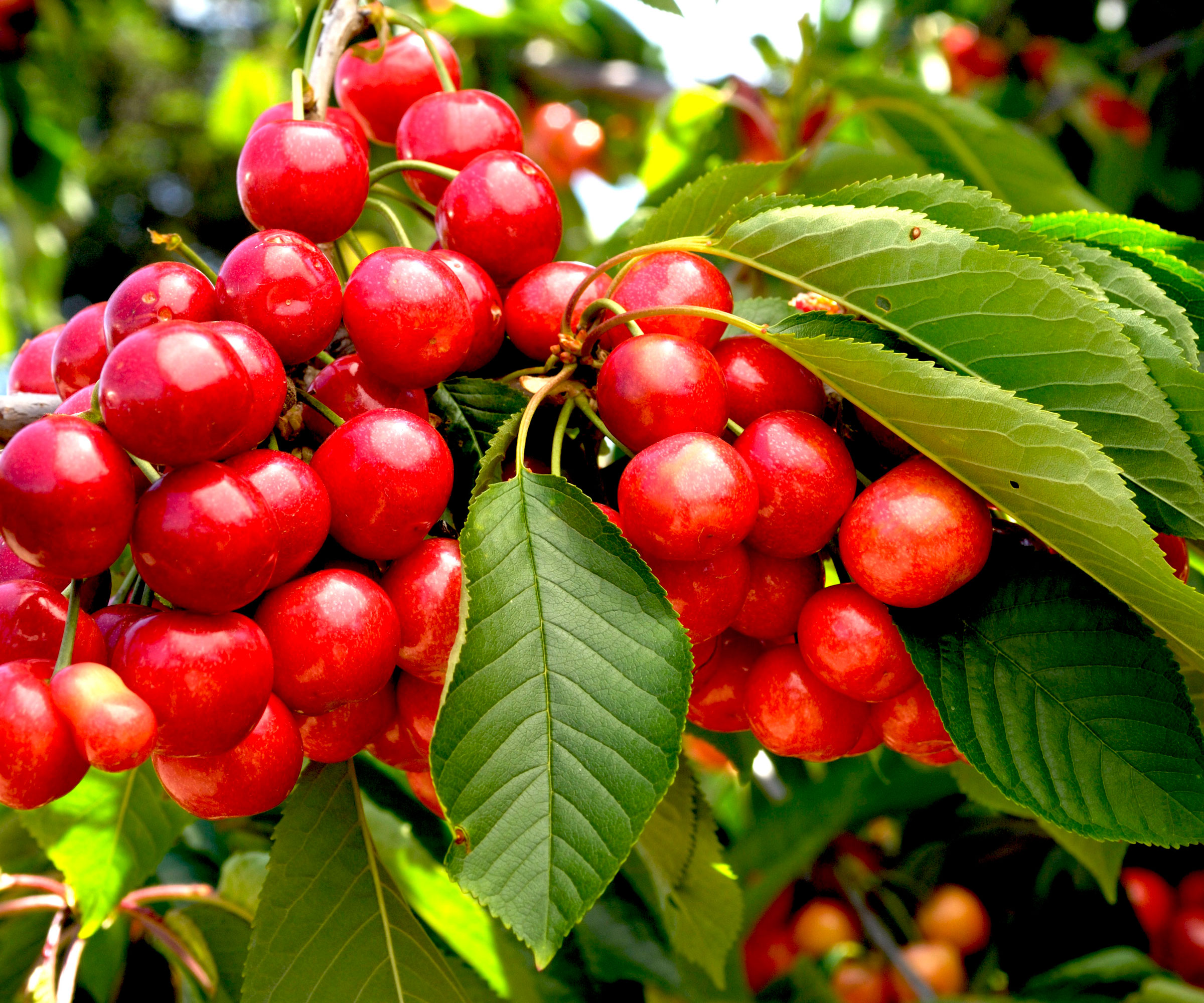 red cherry fruits on branch of tree with green leaves