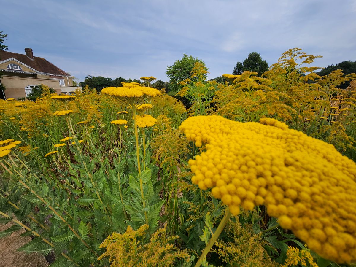 Samsung Galaxy Z Flip 4 camera sample flower ultrawide