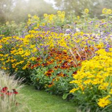 Perennial border filled with sunny flowers