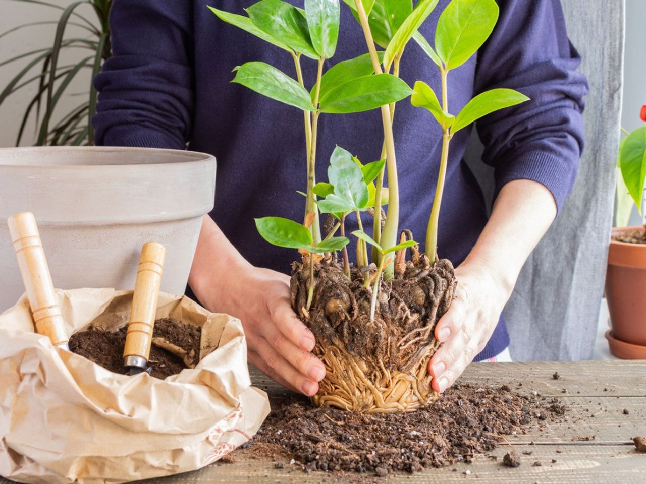 Person Repotting A Houseplant