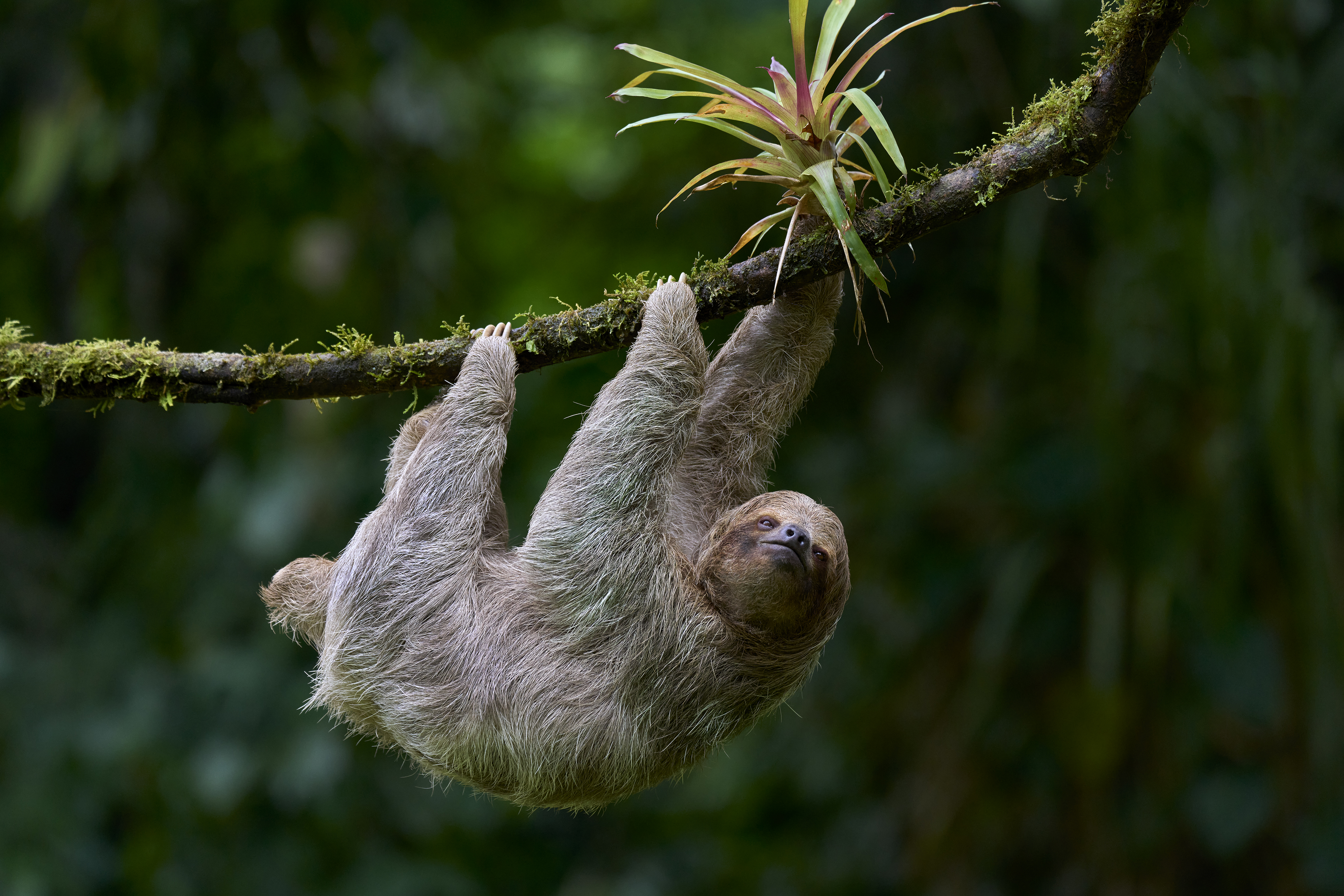 A lonesome sloth