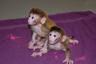 Roku and Hex, the first chimeric monkeys.