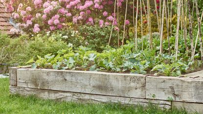 Wigwam and vegetables growing in wooden raised bed on lawn in garden