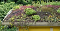 green roof design with planting to support what you need to know before installing a green roof 