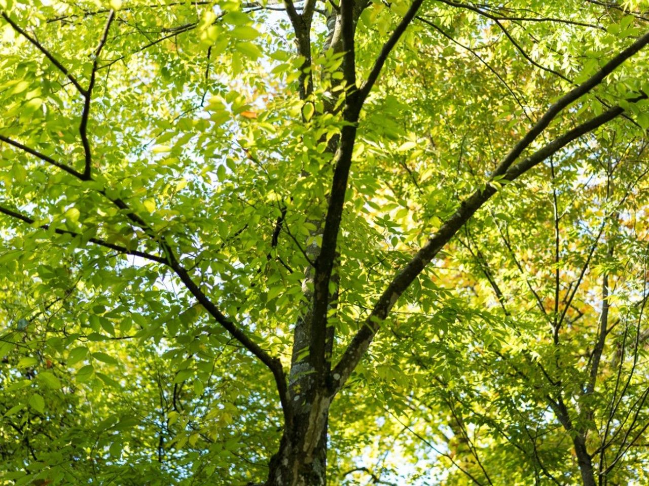 A view looking up the trunk of a mature Japanese elm tree