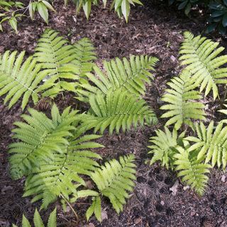 Jurassic gold fern variety growing in a forest